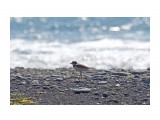 Малый зуек
Фотограф: VictorV
Little Ringed Plover

Просмотров: 1022
Комментариев: 0