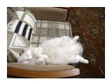 Спит...
А ещё вот так она умеет спать...

Просмотров: 910
Комментариев: 2
