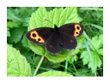 Erebia niphonika