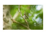 Японская мухоловка, самка
Фотограф: VictorV
Narcissus Flycatcher, female

Просмотров: 376
Комментариев: 0