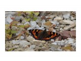 Vanessa Atalanta