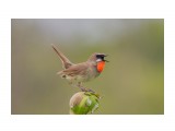 красавчик!
Фотограф: Tsygankov Yuriy
Luscinia calliope

Просмотров: 617
Комментариев: 1