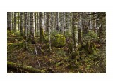Лесные жители.
Фотограф: фотохроник

Просмотров: 934
Комментариев: 0