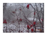 шиповник

Просмотров: 747
Комментариев: 0