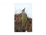 Grey-headed Woodpecker
Фотограф: VictorV

Просмотров: 653
Комментариев: 0