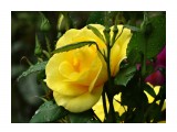 Название: DSC07431_н
Фотоальбом: Розы в сквере музея
Категория: Цветы

Время съемки/редактирования: 2016:07:29 14:14:20
Фотокамера: SONY - DSC-HX300
Диафрагма: f/6.3
Выдержка: 1/250
Фокусное расстояние: 21500/100



Просмотров: 409
Комментариев: 0