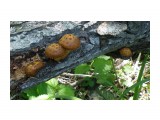 Первые древесные грибы

Просмотров: 2085
Комментариев: 0