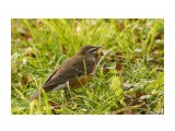 Eyebrowed Thrush
Фотограф: VictorV
Оливковый дрозд

Просмотров: 473
Комментариев: 1