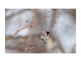 Уссурийский снегирь
Фотограф: VictorV

Просмотров: 536
Комментариев: 0
