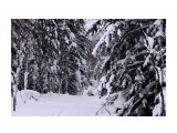 Зима на перевале..
Фотограф: vikirin

Просмотров: 1736
Комментариев: 2