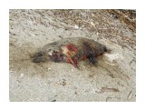 Погибший тюлень Ларга (((

Просмотров: 1339
Комментариев: 0