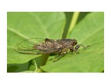 Цикадетта йезская
Фотограф: VictorV
Cicadetta yezoensis

Просмотров: 786
Комментариев: 0