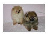 Название: Этуаль Дель Эст 
Фотоальбом: помет Н
Категория: Животные

Время съемки/редактирования: 2011:08:21 15:59:58
Фотокамера: Canon - Canon EOS 1000D
Диафрагма: f/5.0
Выдержка: 1/60
Фокусное расстояние: 37/1
Светочуствительность: 400


Просмотров: 500
Комментариев: 0