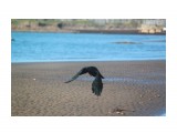 Название: Разбойница..
Фотоальбом: 2007 04 20  - 2009 05 10 Александровск Три брата,Макарьевка
Категория: Природа
Фотограф: vikirin

Время съемки/редактирования: 2011:06:05 18:57:34
Фотокамера: Canon - Canon EOS Kiss X3
Диафрагма: f/7.1
Выдержка: 1/400
Фокусное расстояние: 250/1
Светочуствительность: 100


Просмотров: 2779
Комментариев: 0
