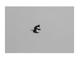 Орлан в своем заповеднике на Лунском
Фотограф: vikirin

Просмотров: 924
Комментариев: 0