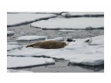Название: Морские  картинки.  (Татарский  пролив).
Фотоальбом: Обитатели морских глубин
Категория: Животные
Фотограф: 7388PetVladVik

Время съемки/редактирования: 2019:02:05 22:28:45
Фотокамера: Canon - Canon EOS 600D
Диафрагма: f/5.6
Выдержка: 1/1600
Фокусное расстояние: 250/1



Просмотров: 3210
Комментариев: 1