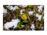 Цветёт, невзирая на снег )
Фотограф: VictorV

Просмотров: 492
Комментариев: 0