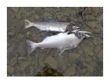 Название: Любовь до гроба
Фотоальбом: Разное
Категория: Рыбалка, охота

Время съемки/редактирования: 2016:10:03 15:37:41
Фотокамера: SONY - DSC-WX60
Диафрагма: f/4.0
Выдержка: 1/125
Фокусное расстояние: 753/100



Просмотров: 636
Комментариев: 0