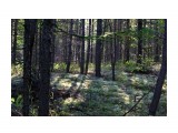 Лес с ягельными полянами
Фотограф: vikirin

Просмотров: 2562
Комментариев: 0