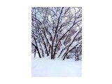 В снегу..
Фотограф: vikirin

Просмотров: 2793
Комментариев: 0