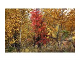 Осенние краски
Фотограф: vikirin

Просмотров: 3138
Комментариев: 0