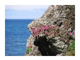 В августе на горячих скалах распускаются очитки малиновыми цветами...
Фотограф: vikirin

Просмотров: 4976
Комментариев: 1