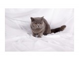 Название: Soffy Нестор
Фотоальбом: британцы п-ка "Soffy"
Категория: Животные

Время съемки/редактирования: 2011:02:05 15:05:10
Фотокамера: Canon - Canon EOS 5D Mark II
Диафрагма: f/6.3
Выдержка: 1/160
Фокусное расстояние: 50/1
Светочуствительность: 100


Просмотров: 574
Комментариев: 0