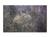 Весеннее цветенье
Фотограф: vikirin

Просмотров: 2729
Комментариев: 0