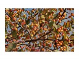 Поздние яблочки.. В саду Орловой Т.Д.
Фотограф: vikirin

Просмотров: 1532
Комментариев: 0