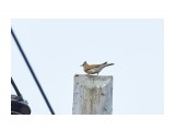 Полевой жаворонок
Фотограф: VictorV
Eurasian Skylark

Просмотров: 623
Комментариев: 0