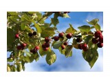 Поздние яблочки.. В саду Орловой Т.Д.
Фотограф: vikirin

Просмотров: 1479
Комментариев: 0