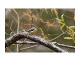 Горная трясогузка
Фотограф: VictorV
Grey Wagtail

Просмотров: 418
Комментариев: 1
