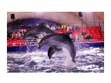 Дельфины - это восторг...
Фотограф: vikirin

Просмотров: 1155
Комментариев: 0
