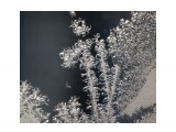 Название: Ночью -25, днем будет -5.. 
Фотоальбом: УЗОРЫ МОРОЗНЫЕ...
Категория: Макросъёмка
Фотограф: vikirin

Время съемки/редактирования: 2011:03:19 23:22:54
Фотокамера: Canon - Canon EOS Kiss X3
Диафрагма: f/5.6
Выдержка: 1/200
Фокусное расстояние: 250/1
Светочуствительность: 200


Просмотров: 3811
Комментариев: 0