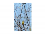 Седоголовая овсянка
Фотограф: VictorV
Black-faced Bunting

Просмотров: 857
Комментариев: 2