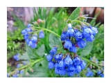 Колокольчики
Фотограф: alexei1903

Просмотров: 2008
Комментариев: 0