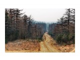 Опала хвоя лиственницы.. рыжие дороги
Фотограф: vikirin

Просмотров: 1637
Комментариев: 0