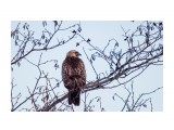 Buteo Buteo
Фотограф: Tsygankov Yuriy

Просмотров: 762
Комментариев: 0