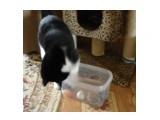 Игрушка для кошек
В крышке контейнера дырки. Игрушки внутри. Кошкам занятие и забава :)))

Просмотров: 544
Комментариев: 0