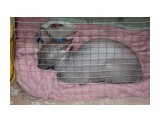 Название: IMG_2221
Фотоальбом: выставка кошек 20 июня 2010 г. клуб Мяу
Категория: Животные

Время съемки/редактирования: 2010:06:20 12:59:55
Фотокамера: Canon - Canon EOS 1000D
Диафрагма: f/5.6
Выдержка: 1/60
Фокусное расстояние: 52/1
Светочуствительность: 400


Просмотров: 486
Комментариев: 0
