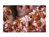 Сакура
Фотограф: Tsygankov Yuriy

Просмотров: 809
Комментариев: 0