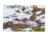 Клёст-еловик
Фотограф: VictorV

Просмотров: 504
Комментариев: 2