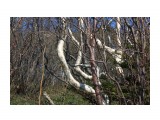 Причудливые изгибы...
Фотограф: vikirin

Просмотров: 2072
Комментариев: 0
