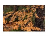 Облетает рыжая лиственница
Фотограф: vikirin

Просмотров: 1476
Комментариев: 0