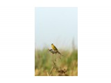 Зеленоголовая трясогузка
Фотограф: VictorV
Green-headed Wagtail

Просмотров: 1329
Комментариев: 0