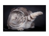 Название: Дея Феникс Диамант - мама котят
Фотоальбом: шотландцы
Категория: Животные

Время съемки/редактирования: 2010:04:17 21:56:34
Фотокамера: Canon - Canon EOS 5D Mark II
Диафрагма: f/9.0
Выдержка: 1/200
Фокусное расстояние: 155/1
Светочуствительность: 100


Просмотров: 891
Комментариев: 4