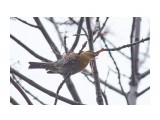 С добычей )