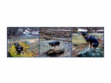 MyCollages

Просмотров: 117
Комментариев: 0