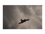 ***

Просмотров: 427
Комментариев: 0