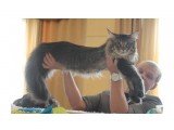 Название: IMG_3024
Фотоальбом: Выставка кошек 06.05.2012
Категория: Животные

Время съемки/редактирования: 2012:05:06 17:30:57
Фотокамера: Canon - Canon EOS 1100D
Диафрагма: f/4.0
Выдержка: 1/60
Фокусное расстояние: 38/1



Просмотров: 448
Комментариев: 0